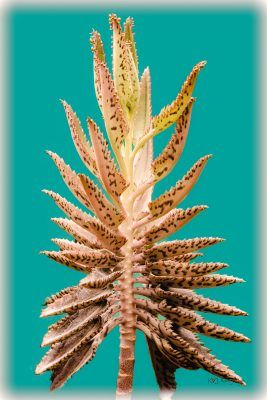 Alligator Succulent Artwork, Fine Art Print