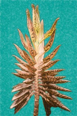 Alligator Succulent, Fine Art Print