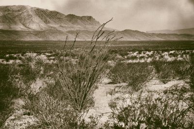 Ocotillo of Big Bend Country, Fine Art Print