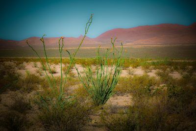 Big Bend Landscape with Ocotillo, Fine Art Print