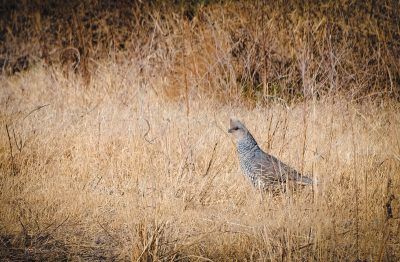 Big Bend Scaled Quail, Fine Art Print