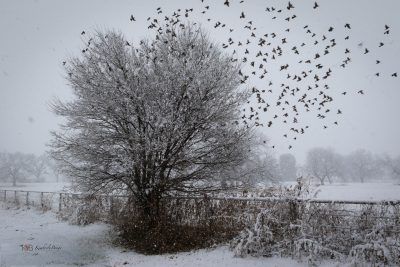 Birds Take Flight Though Snow, Fine Art Print
