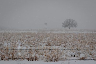 Blizzard In Texas, Fine Art Print