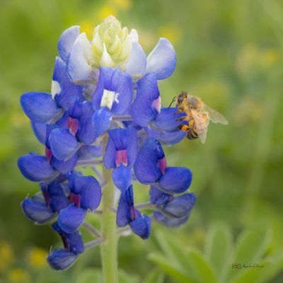 Bluebonnet & Bee, Fine Art Print