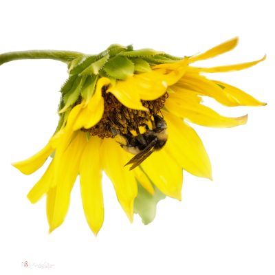 Busy as a Bee, Fine Art Print