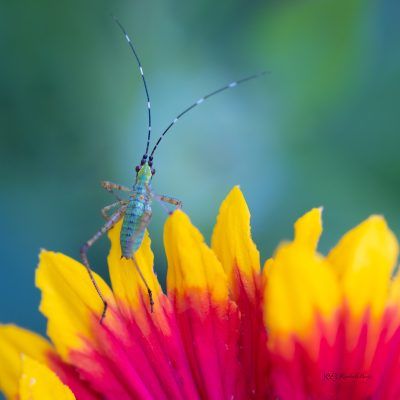 Tiny Grasshopper on Vibrant Flower, Fine Art Print