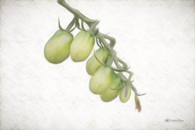 Vine Tomatoes, Fine Art Print