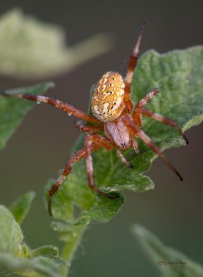 Garden Spider, Fine Art Print