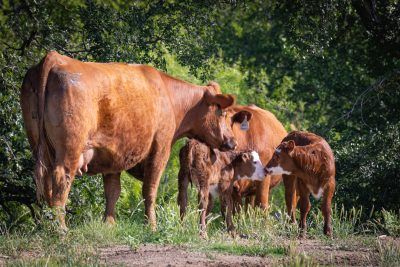 Cowfriends, Fine Art Print