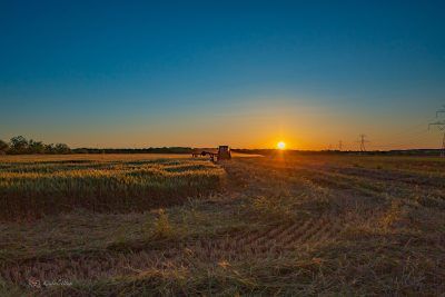 Cutting Hay, Fine Art Print