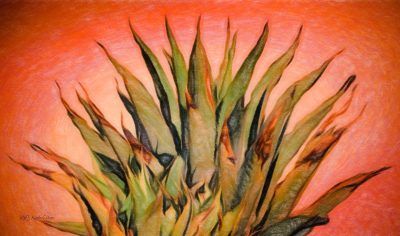 Fiery Red Cactus, Fine Art Print