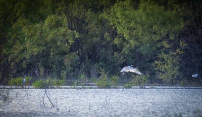 Flying Heron, Fine Art Print