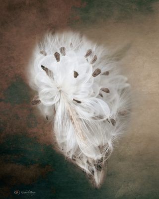 Fuzzy Seed Flyer I, Fine Art Print