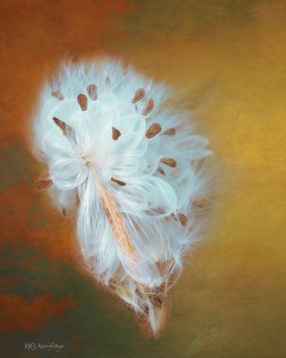 Fuzzy Seed Flyer II, Fine Art Print