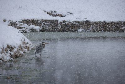 Heron Crane In The Snow, Fine Art Print