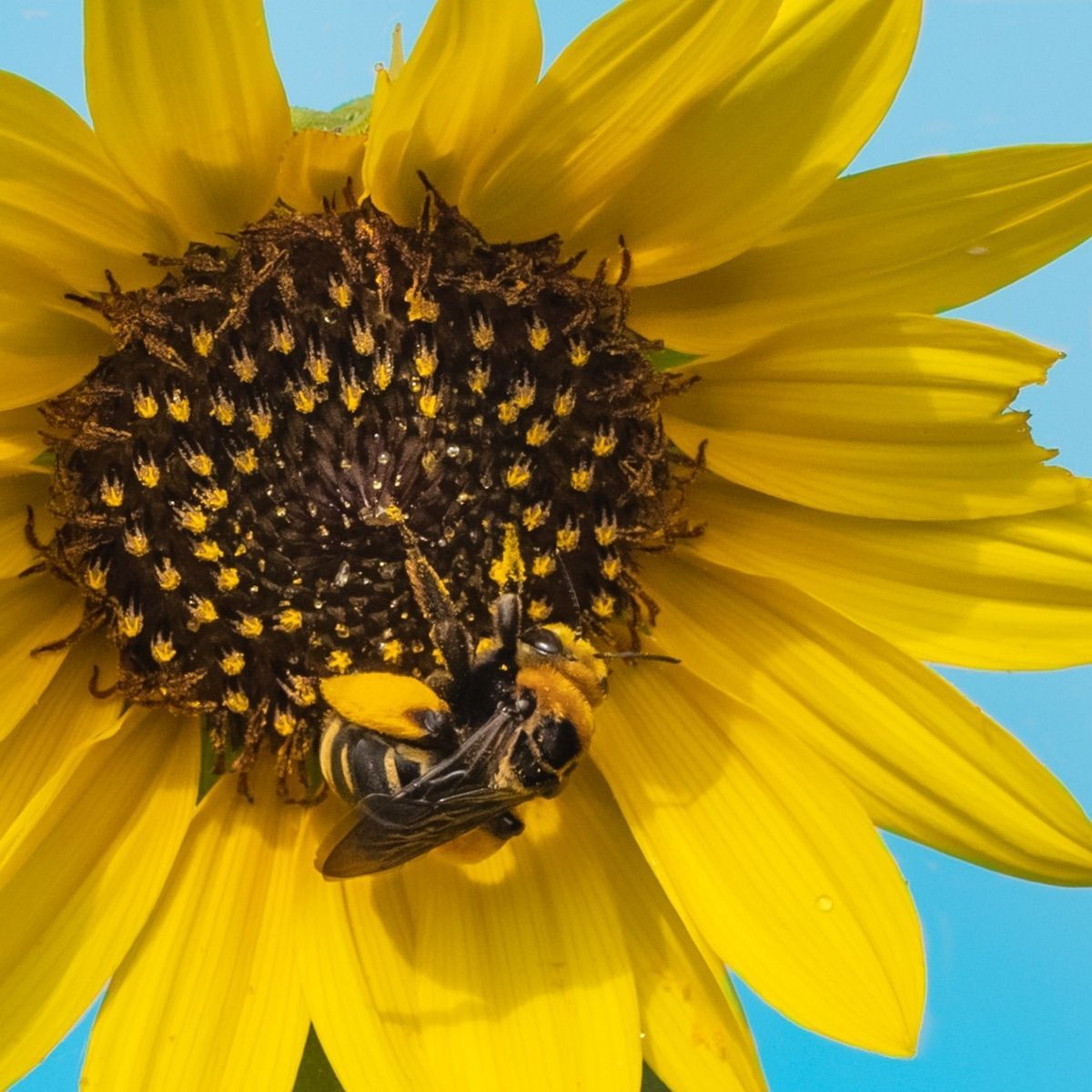 Bee in Sunflower