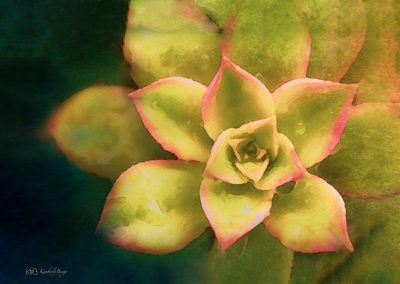 Lime Green And Yellow Succulent, Fine Art Print