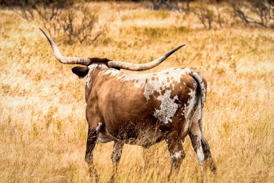 Majestic Longhorn In The Golden Texas Fields III, Fine Art Print