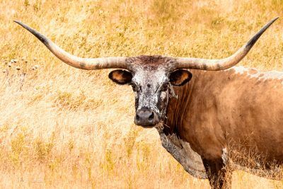 Majestic Longhorn In The Golden Texas Fields, Fine Art Print