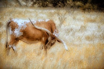 Majestic Longhorn In The Golden Texas Fields, Fine Art Print