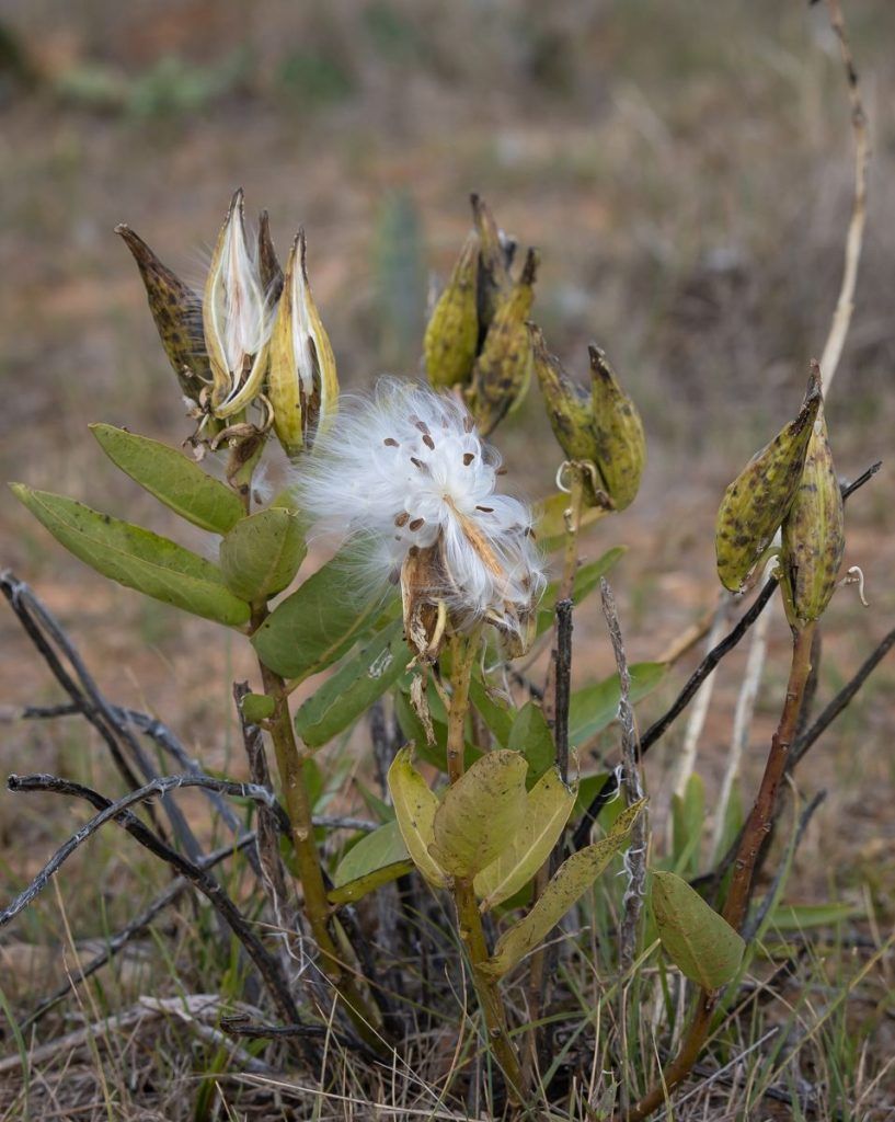 Texas Native Milkweed