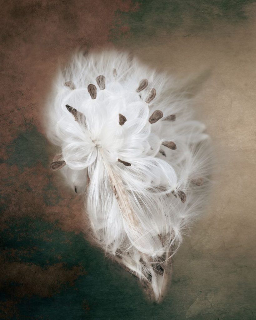 Lovely Milkweed Seed Fluff, Fine Art Print