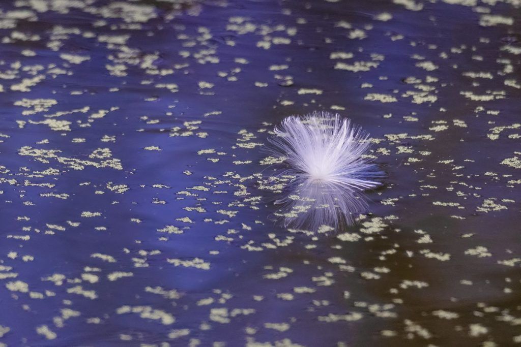 Milkweed Seed on Water