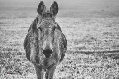 Mule, I've Had Better Days, Fine Art Print