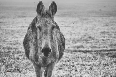 Mule, I Have Had Better Days, Fine Art Print