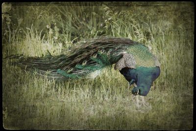 Peacock Sam, Fine Art Print