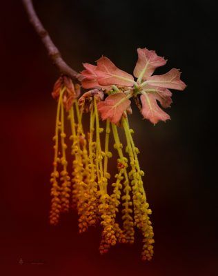 Red Leaf Of Spring, Fine Art Print