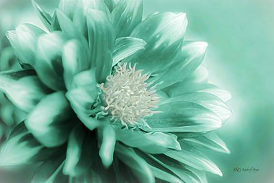 Soft Teal Zinnia, Fine Art Print