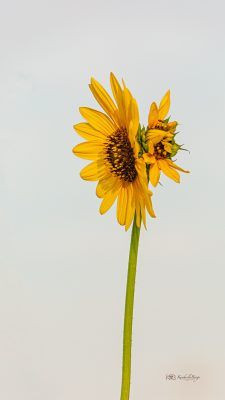 Sunflower Sisters, Fine Art Print