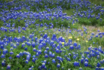 Texas Bluebonnet Field, Fine Art Print