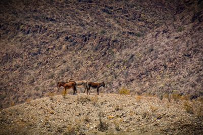 Three Donkeys, Fine Art Print