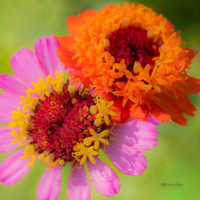 Vibrant Zinnias, Fine Art Print