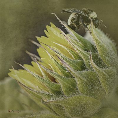 Vintage Bumblebee, Fine Art Print