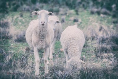 White Sheep, Fine Art Print