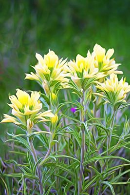 Yellow Indian Paintbrush, Fine Art Print