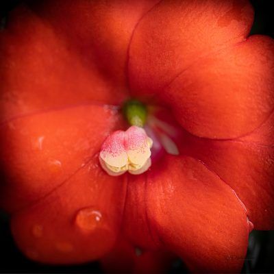 Droplets on Red Petals, Fine Art Print