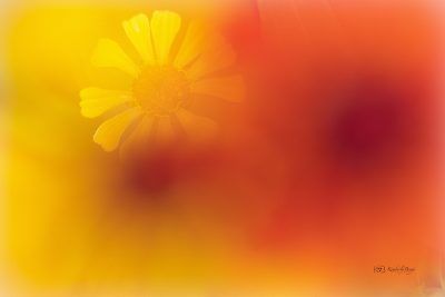 Flower Power, Fine Art Print