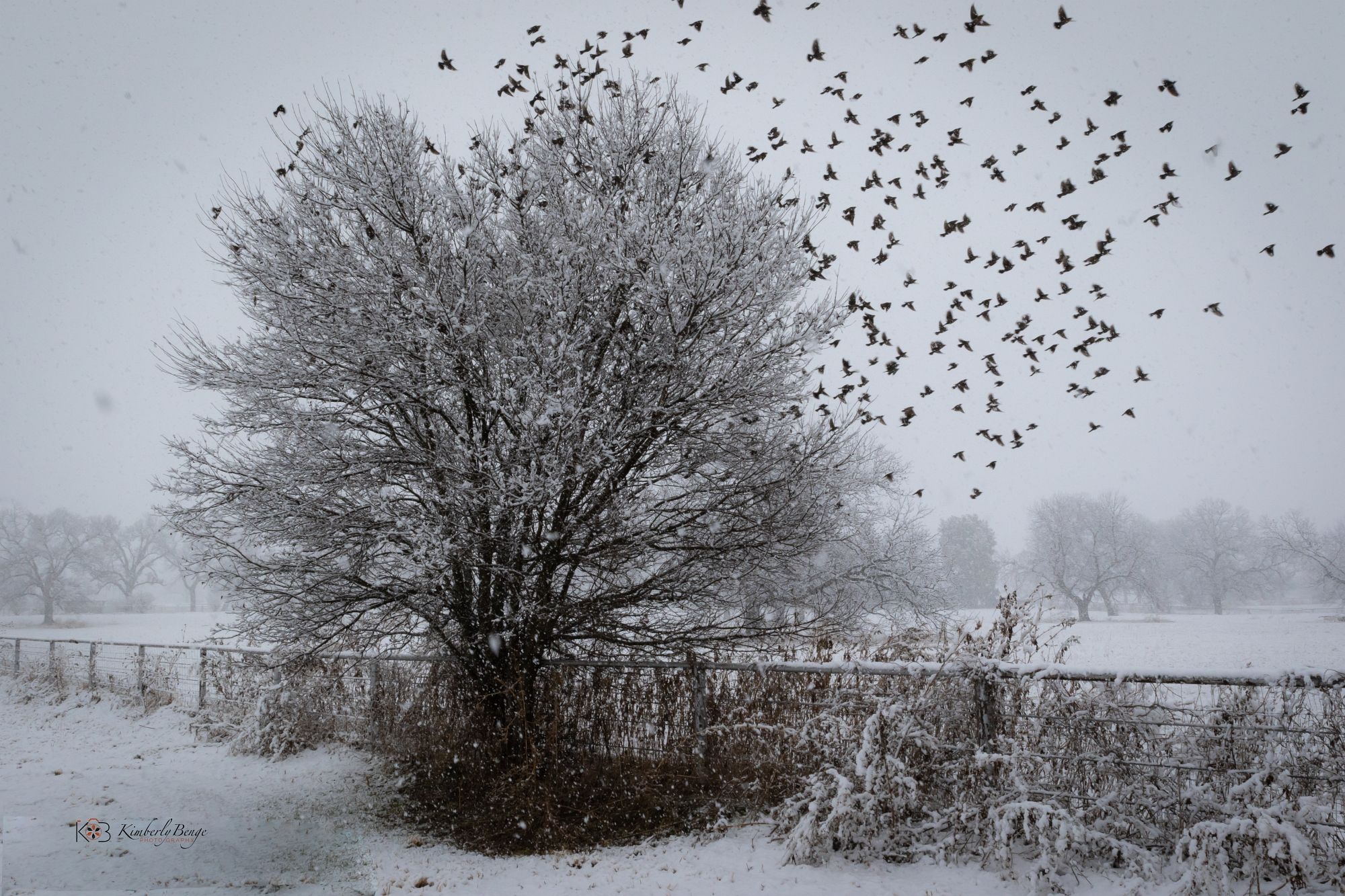 Birds take flight through snow, fine art print