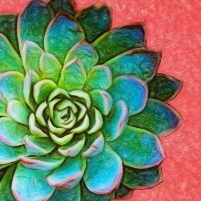 Green and Red Succulent, Fine Art Print